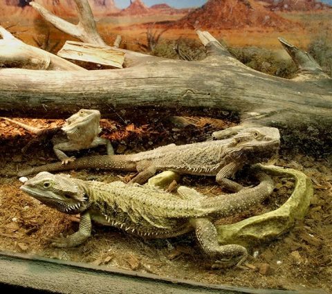 Westman Reptile Gardens