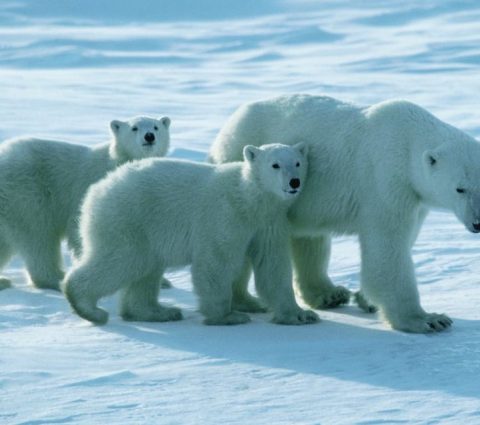Aires de gestion de la faune de Churchill et Kaskatamagan