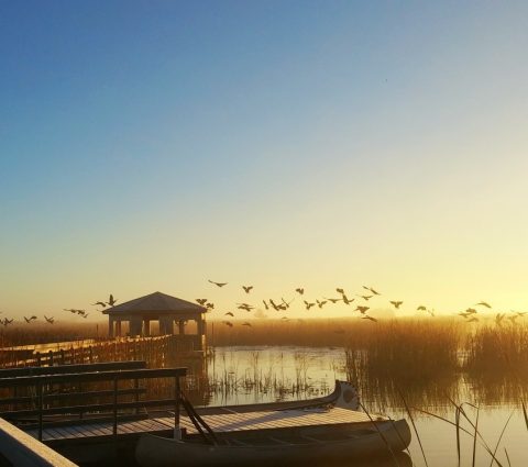 Canoa y gansos en la bruma matinal
