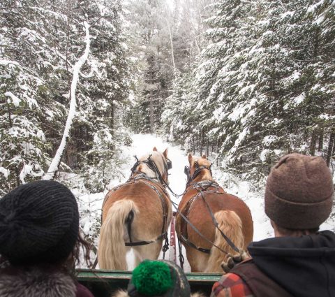 Falcon Beach Ranch Paseos a caballo