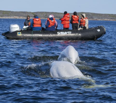 Location de zodiacs sur la rivière Churchill.