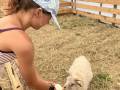 Nourrir notre agneau au biberon