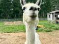 Clyde the Llama <3