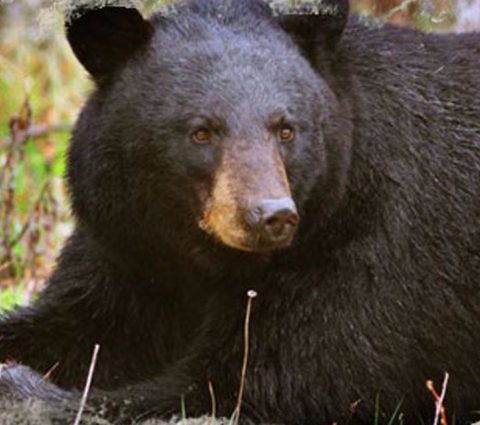 Bear Track Outfitters