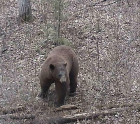 Al MacCarthy's Guiding and Outfitting (Guía y equipamiento de Al MacCarthy)