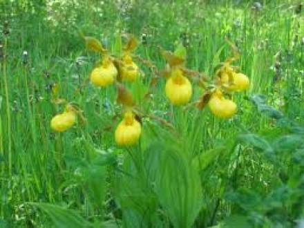 Alonsa_Conservation_District_-_Lady_Slipper_Viewing_Area.jpg