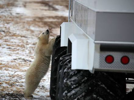 Young polar bear standing up against a Tundra Buggy