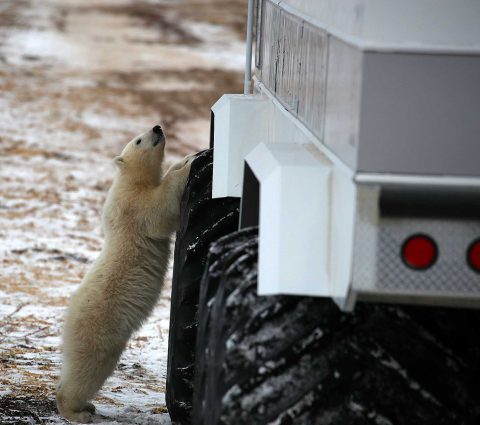 Young polar bear standing up against a Tundra Buggy