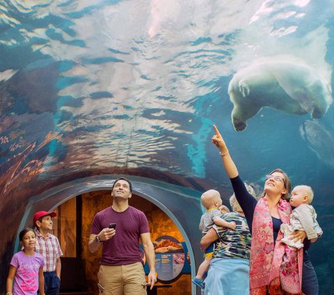 Observar a los osos polares en Journey to Churchill