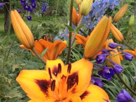 Beausejour Daylily Gardens