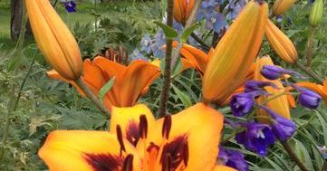 Beausejour Daylily Gardens Travel Manitoba