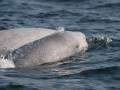 Churchill's Beluga Whales