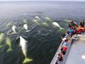 Gangler's Zodiac Beluga Whale Tours