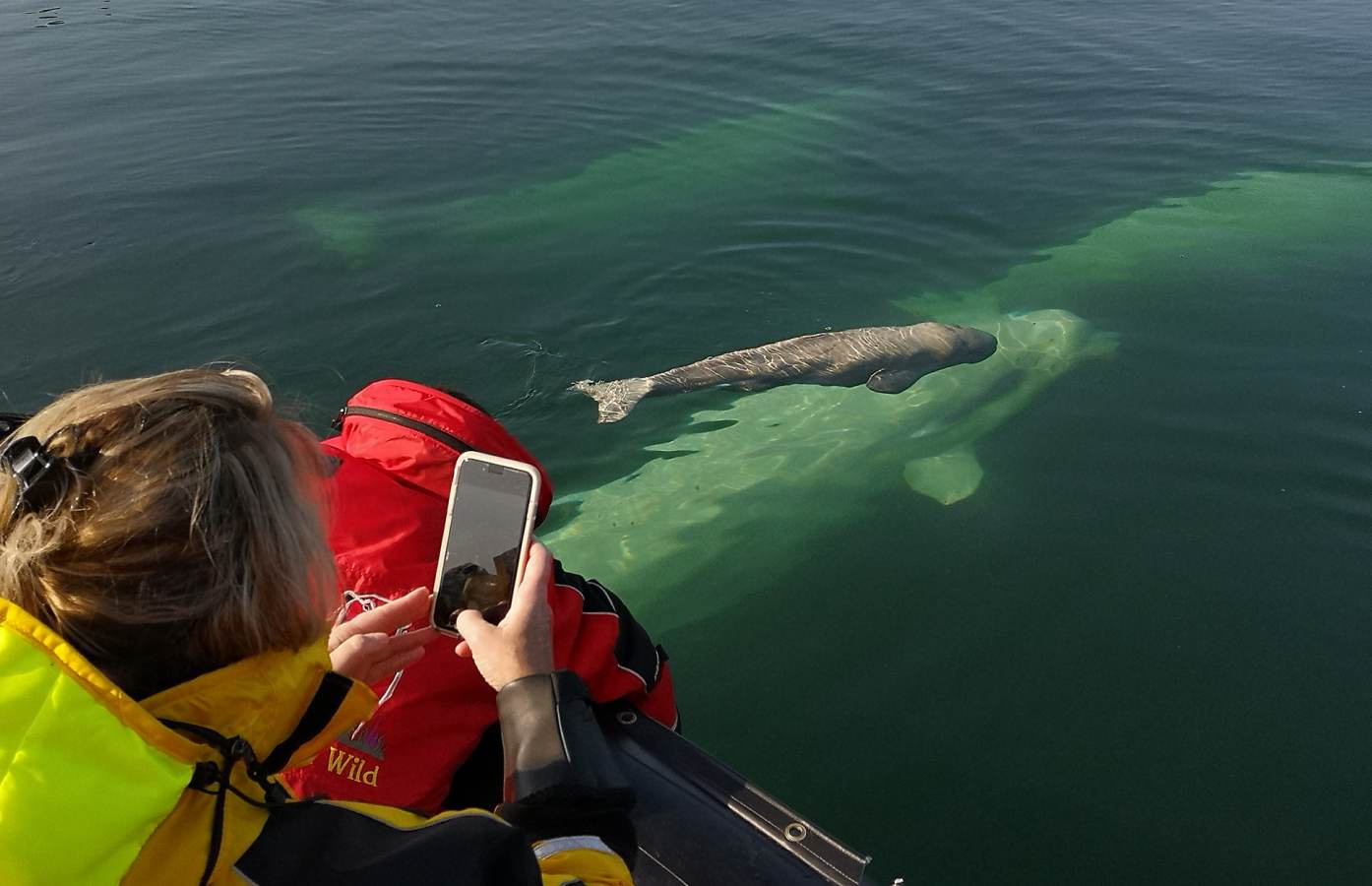 beluga whales travel in