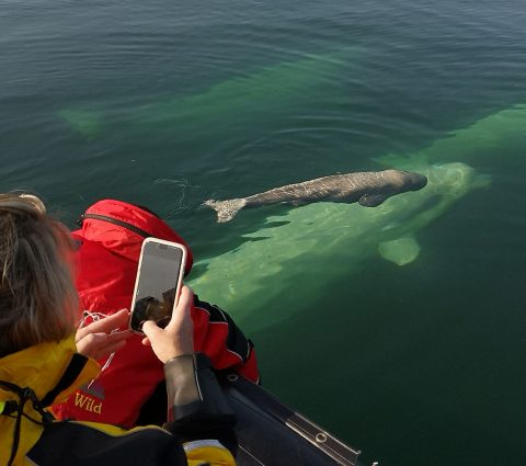 Beluga whale and calf at Seal River Heritage Lodge, photo by Boomer Jerritt