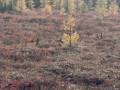 Chickens on the tundra