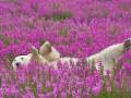 Bear in Fireweed - Dennis Fast
