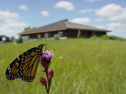 Interpretive centre with monarch butterfly on meadow blazing star.
