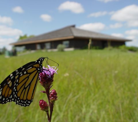 Informationszentrum mit Monarchfalter auf der Wiese Blauer Stern.