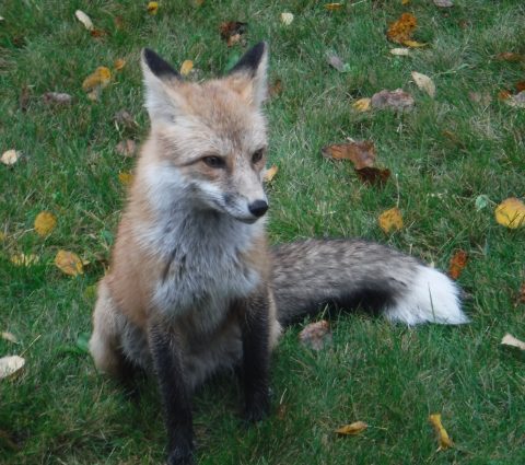Fox