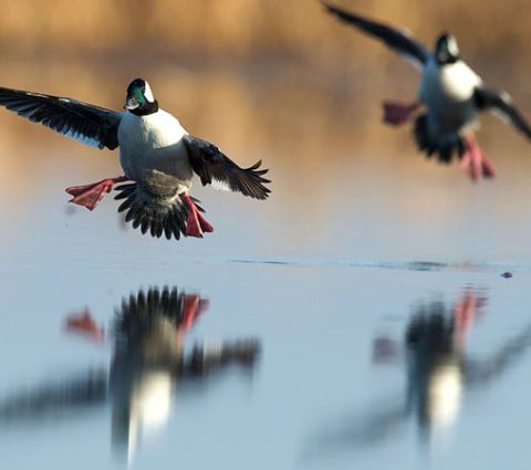 Aves acuáticas del Delta - crédito Fred Greenslade