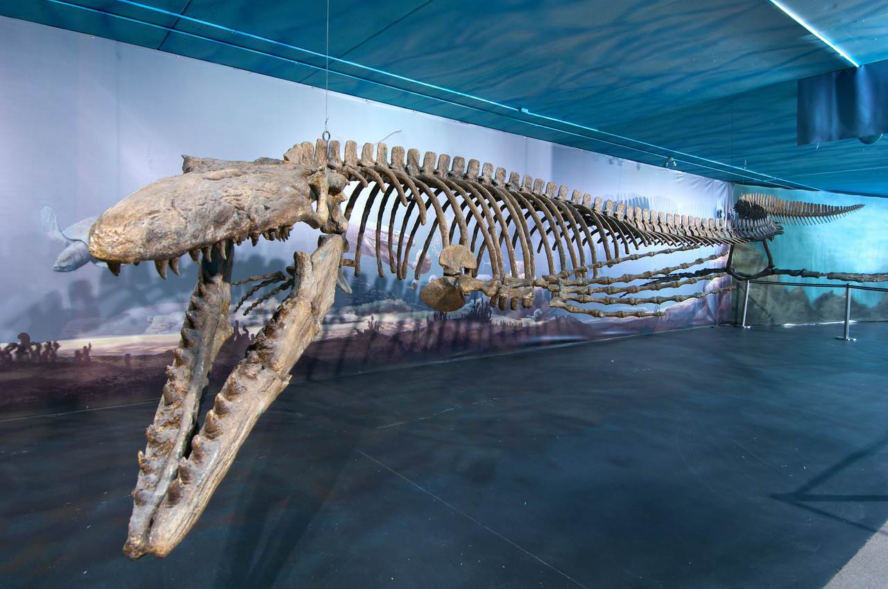 Canadian Fossil Discovery Centre | Travel Manitoba