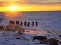Guests watch a polar bear on a Churchill Wild Safari - Ian Johnson