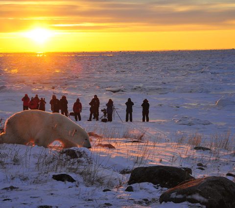 Guests watch a polar bear on a Churchill Wild Safari - Ian Johnson
