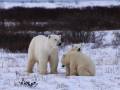 Excursions pour observer les ours polaires