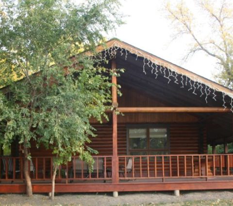 La paloma de la mañana