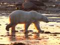 Ours polaire