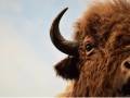 Beautiful Bison