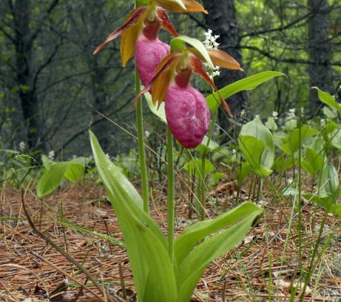 Native Orchid Conservation Inc.