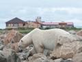 Polar bear in front of Seal River Heritage Lodge - Dennis Fast