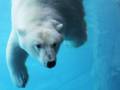 Polar bear swimming at Journey to Churchill