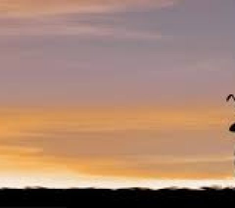 Golf Park Resort Inc - Ridge