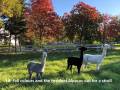Alpacas out for a stroll in fall colors