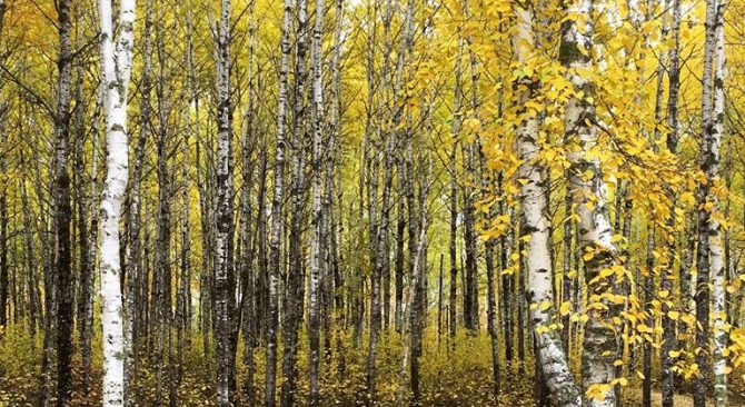 Asociación de Senderos del Sur de Whiteshell