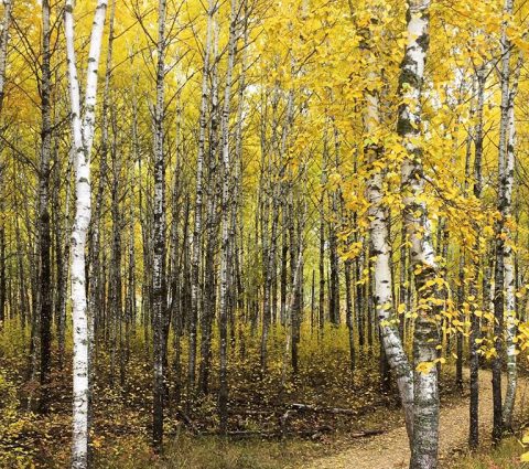 South Whiteshell Trail Association