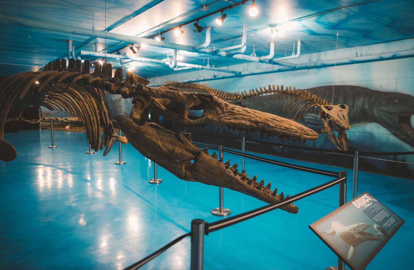 Canadian Fossil Discovery Centre | Travel Manitoba