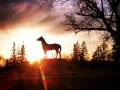 Statue du cheval blanc au coucher du soleil
