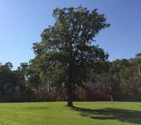 Treherne's Delahunt Golf & Country Club