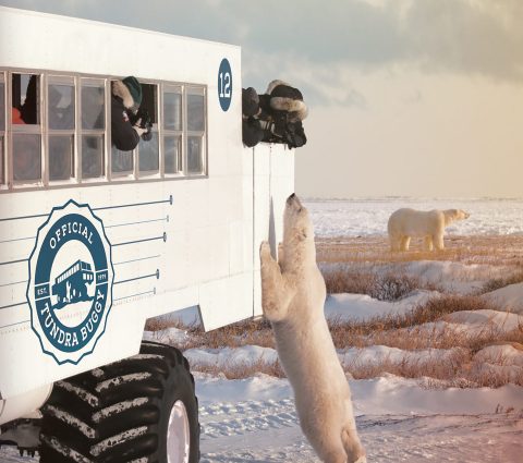Polar Bear Viewing | Everything Churchill | Travel Manitoba