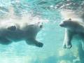 Polar bears playing in the pool