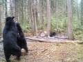 Multiple Black Bears on Baits