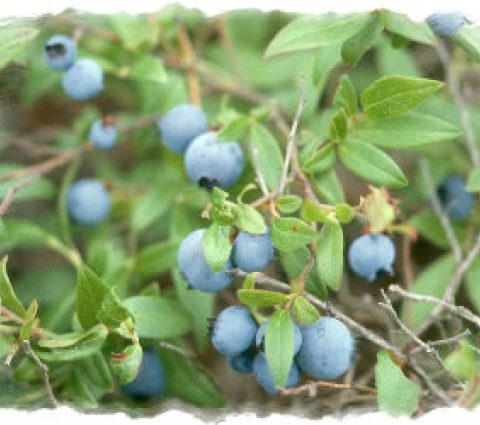 Parque Provincial del Lago Burge