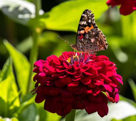 Flower and Butterfly at Assiniboine Park