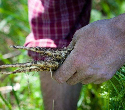 PRODUCTOS BOTÁNICOS PRAIRIE SHORE