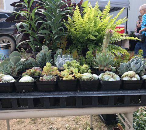 Mercado de Grandview