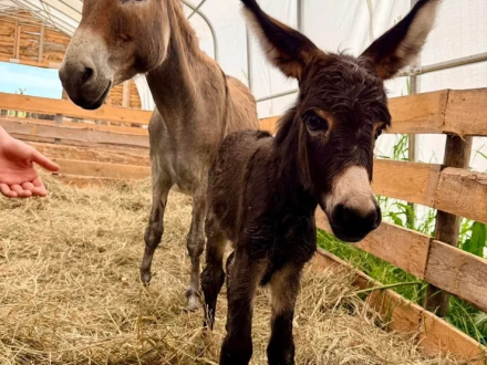 Baby Animals